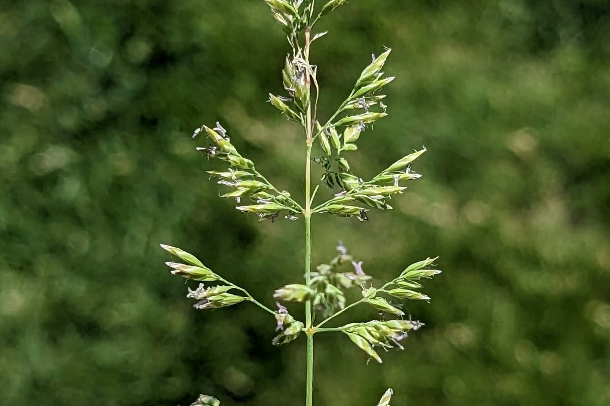 Kentucky Bluegrass (Poa pratensis) growing as a Nebraska lawn, close-up of blade texture and growth habit