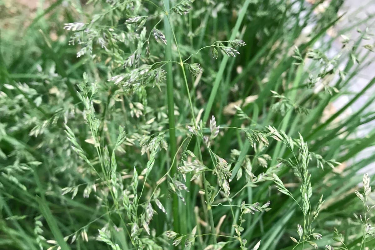 Kentucky Bluegrass (Poa pratensis) growing as a Massachusetts lawn, close-up of blade texture and growth habit