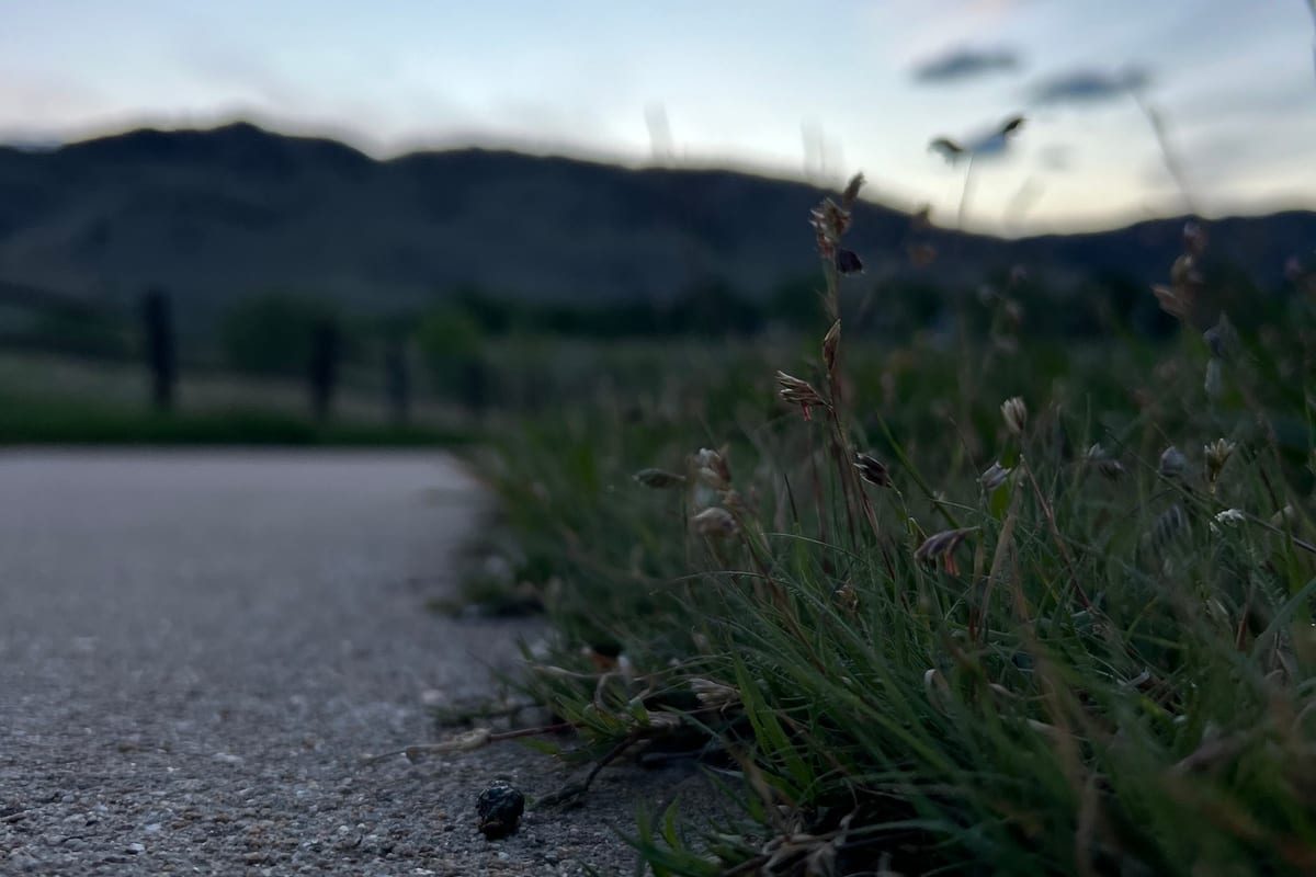 Buffalograss (Bouteloua dactyloides) growing as a Arizona lawn, close-up of blade texture and growth habit