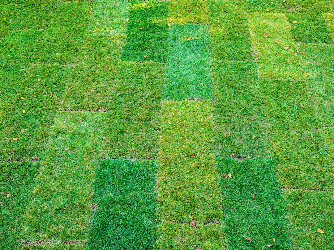 How Long Does Sod Take to Root: Complete Installation Guide