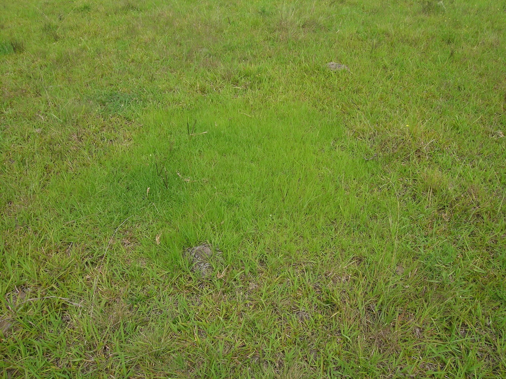 Bahiagrass turf, an open coarse-textured sward