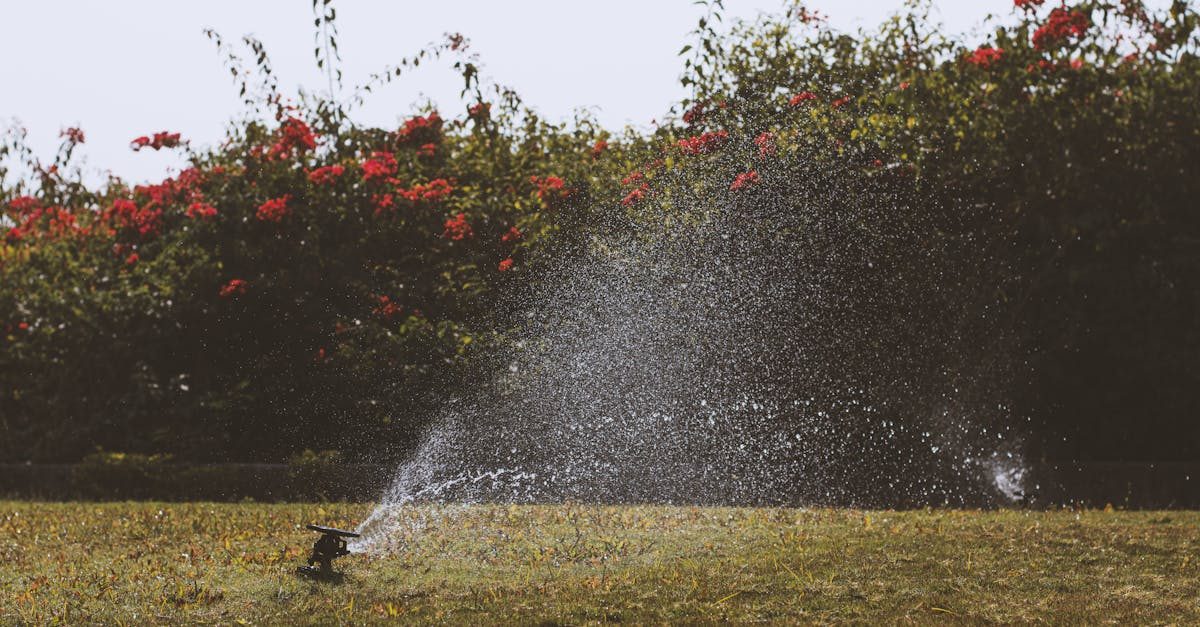 Watering lawn grass