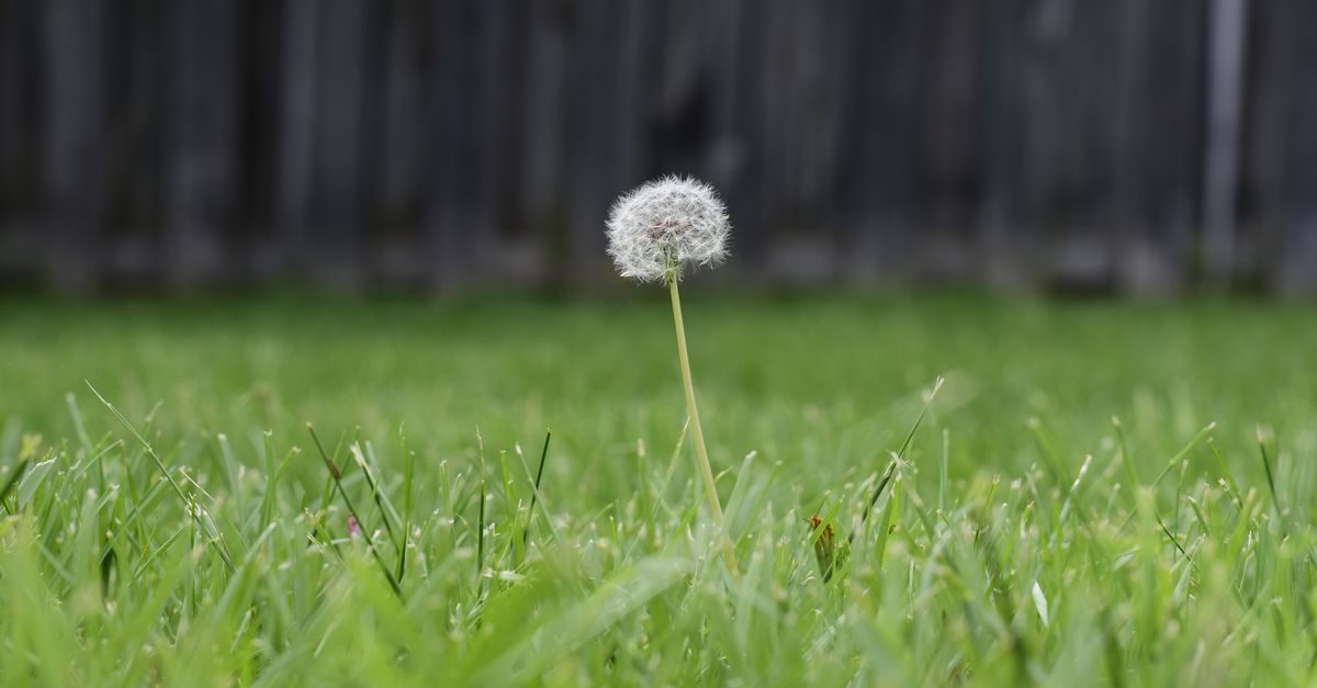 5 Types of Grass in Idaho and How to Tell Which You Have