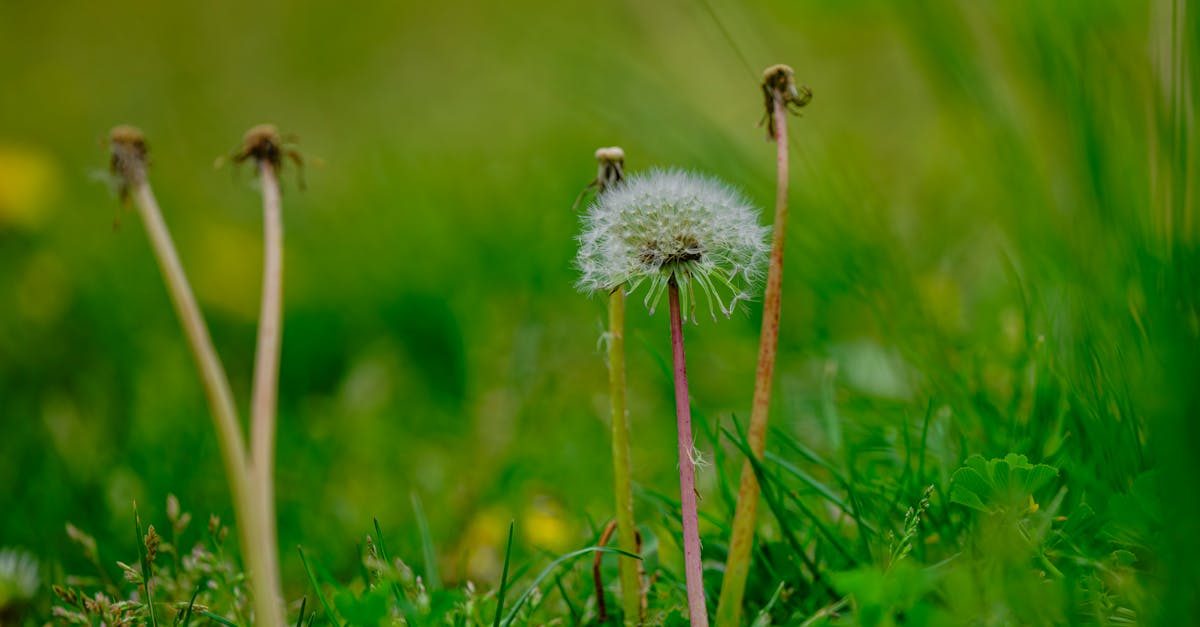 Best Weed Killer for Bermuda Grass: Safe Products That Won't Kill It