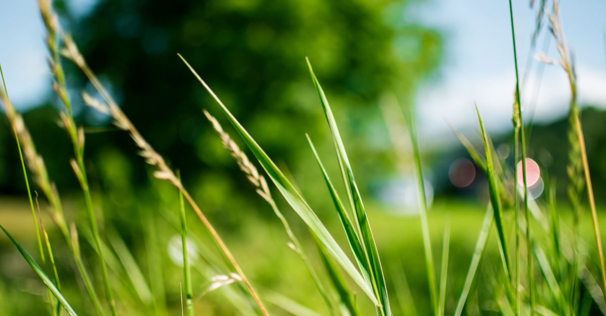What Centipede Grass Needs in Alabama