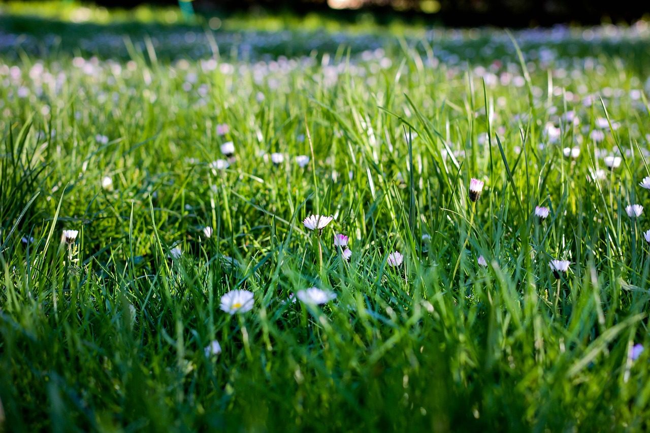 Best Weed and Feed for St. Augustine Grass (2026)