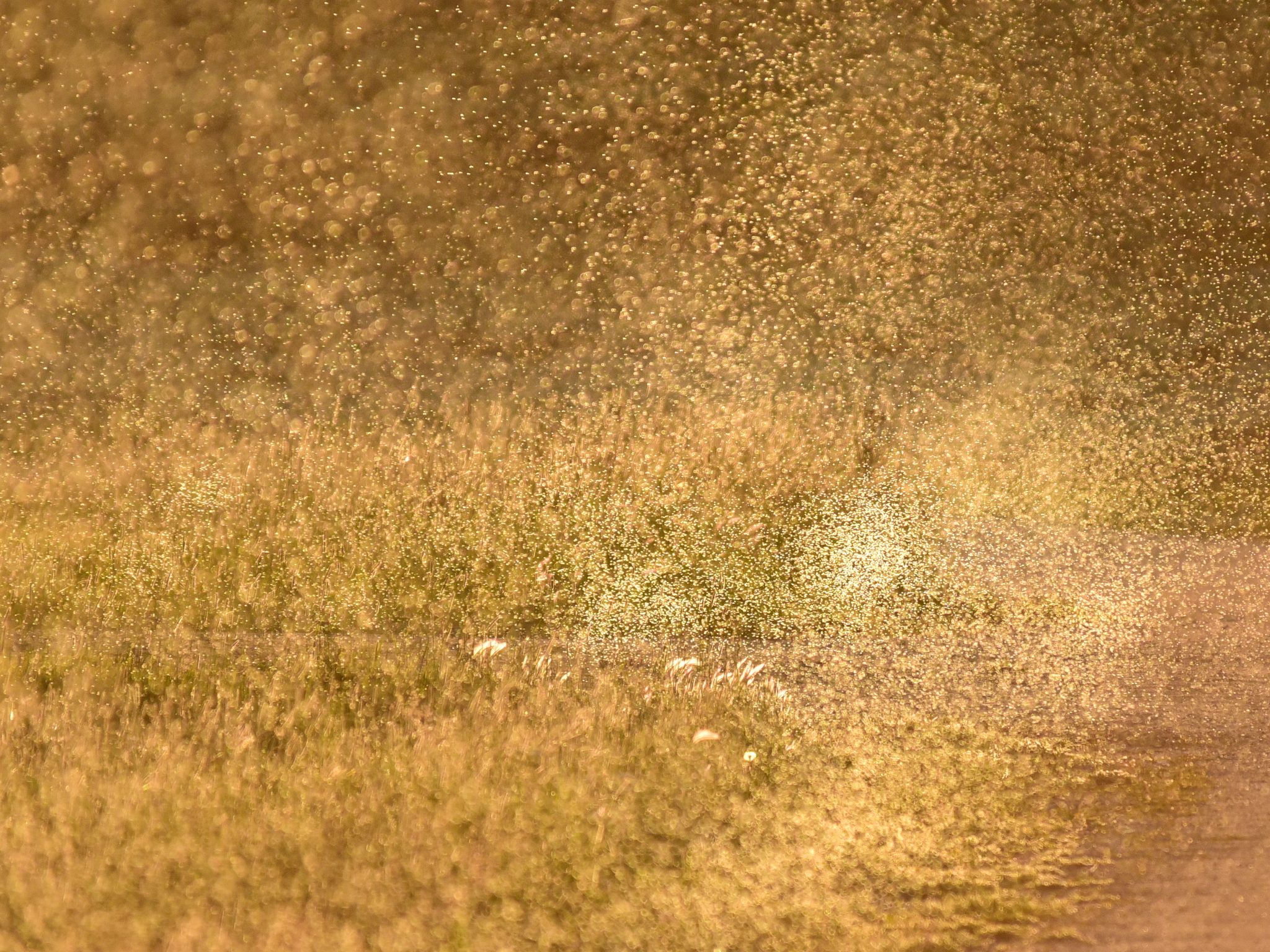 Photo by Tom Koerner on USFWS / Wikimedia Commons (Public domain) Midges flying above vegetation at Arapaho National Wildlife Refuge