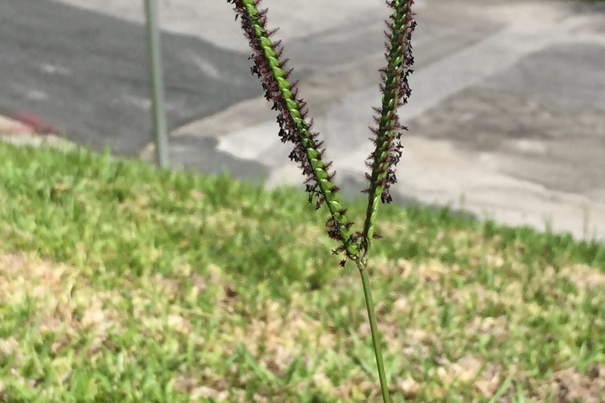 Bahiagrass (Paspalum notatum) growing as a Florida lawn, close-up of blade texture and growth habit