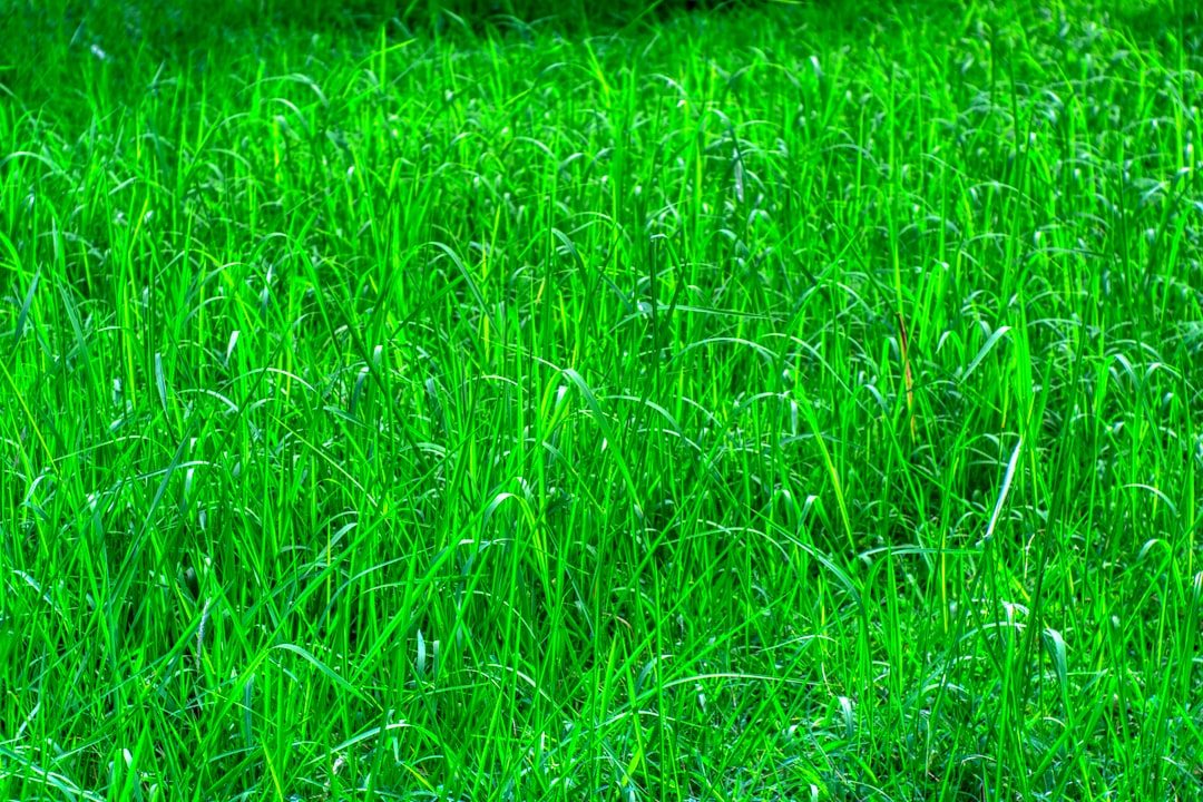 Watering lawn grass
