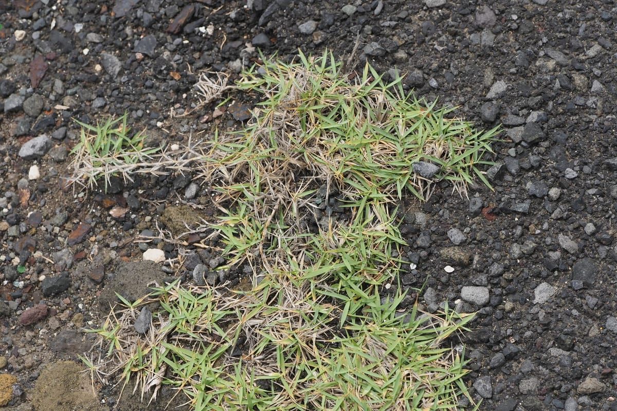 Zoysiagrass (Zoysia japonica) growing as a Hawaii lawn, close-up of blade texture and growth habit