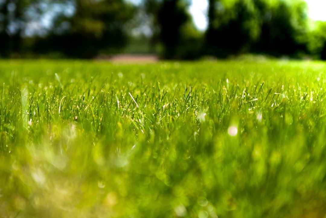 Should You Scalp Your Lawn in Early Spring? (Yes for Bermuda, No for Fescue)