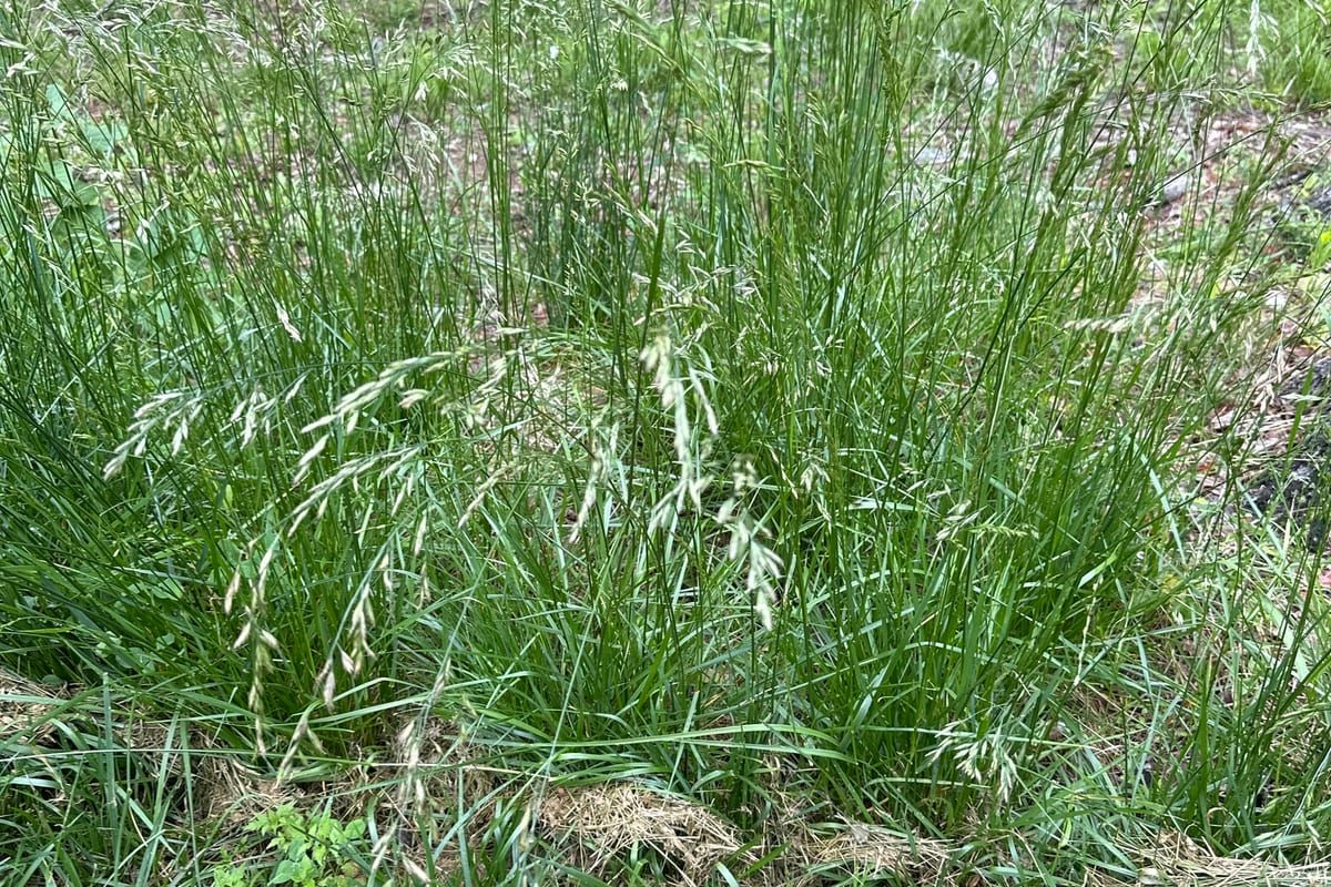 Tall Fescue (Festuca arundinacea) growing as a Nebraska lawn, close-up of blade texture and growth habit