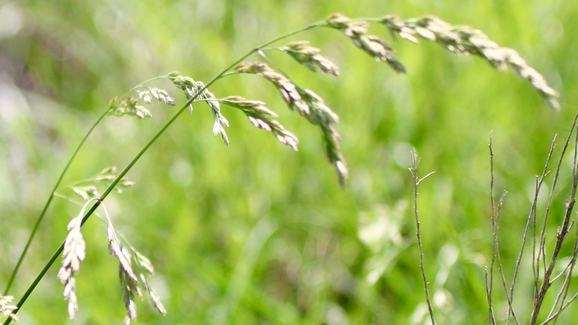 Fastest Growing Grass Varieties: 5 Picks That Sprout in 3-7 Days