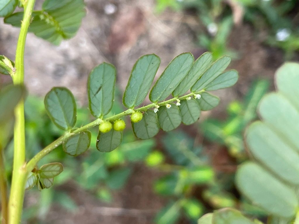 Chamberbitter in a Lawn: How to Identify It and What to Do Next