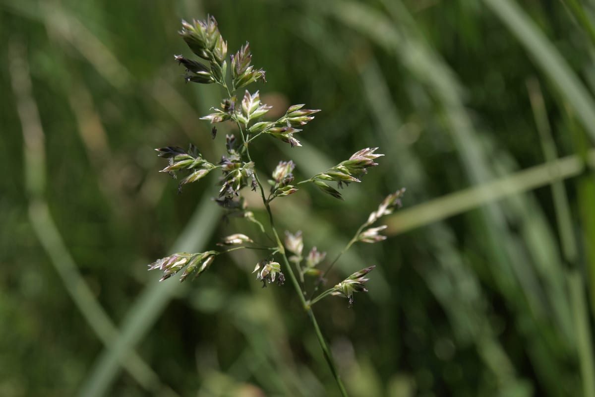 Kentucky Bluegrass (Poa pratensis) growing as a California lawn, close-up of blade texture and growth habit