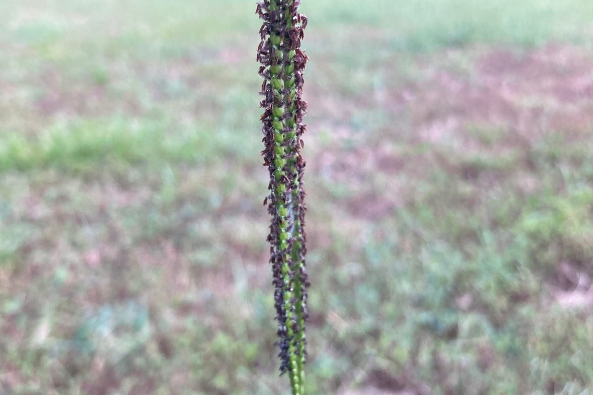Bahiagrass (Paspalum notatum) growing as a Alabama lawn, close-up of blade texture and growth habit