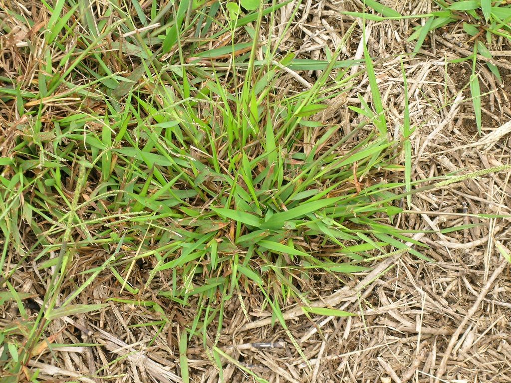 Scotts Halts Crabgrass Preventer Instructions: How to Apply, Water, and Time It