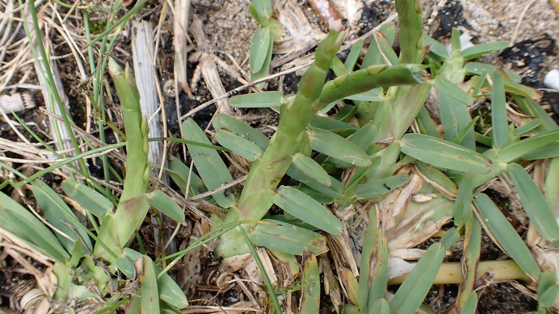 Photo by Stenotaphrum secundatum, licensed under CC0 1.0, via iNaturalist. St. Augustine grass runner with broad blunt-tipped blades set in two ranks along a thick stolon