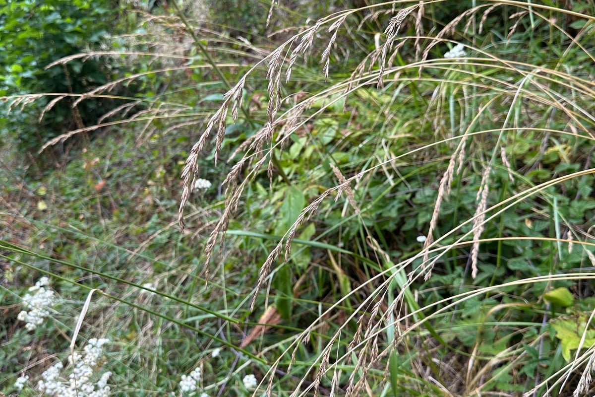 Tall Fescue (Festuca arundinacea) growing as a Washington lawn, close-up of blade texture and growth habit
