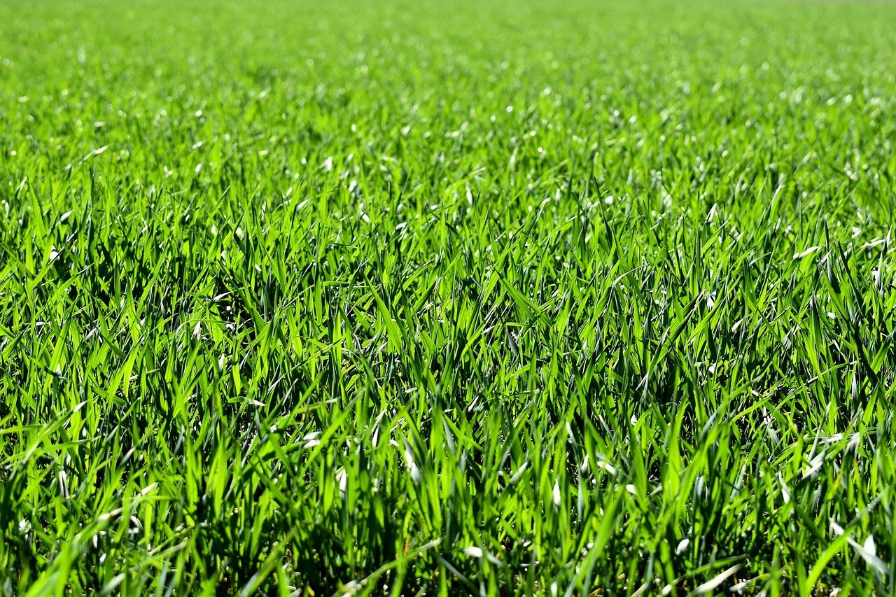 Best Fertilizer for Bermuda Grass in South Carolina (2026)
