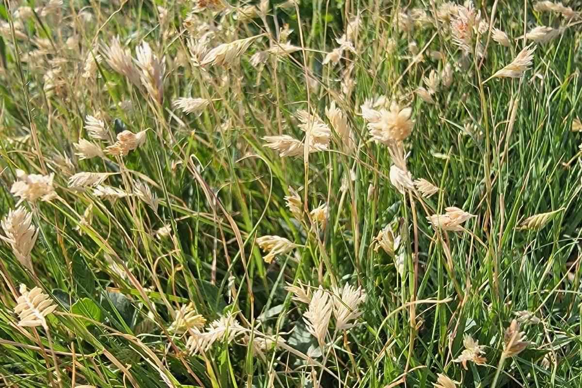 Buffalograss (Bouteloua dactyloides) growing as a Missouri lawn, close-up of blade texture and growth habit