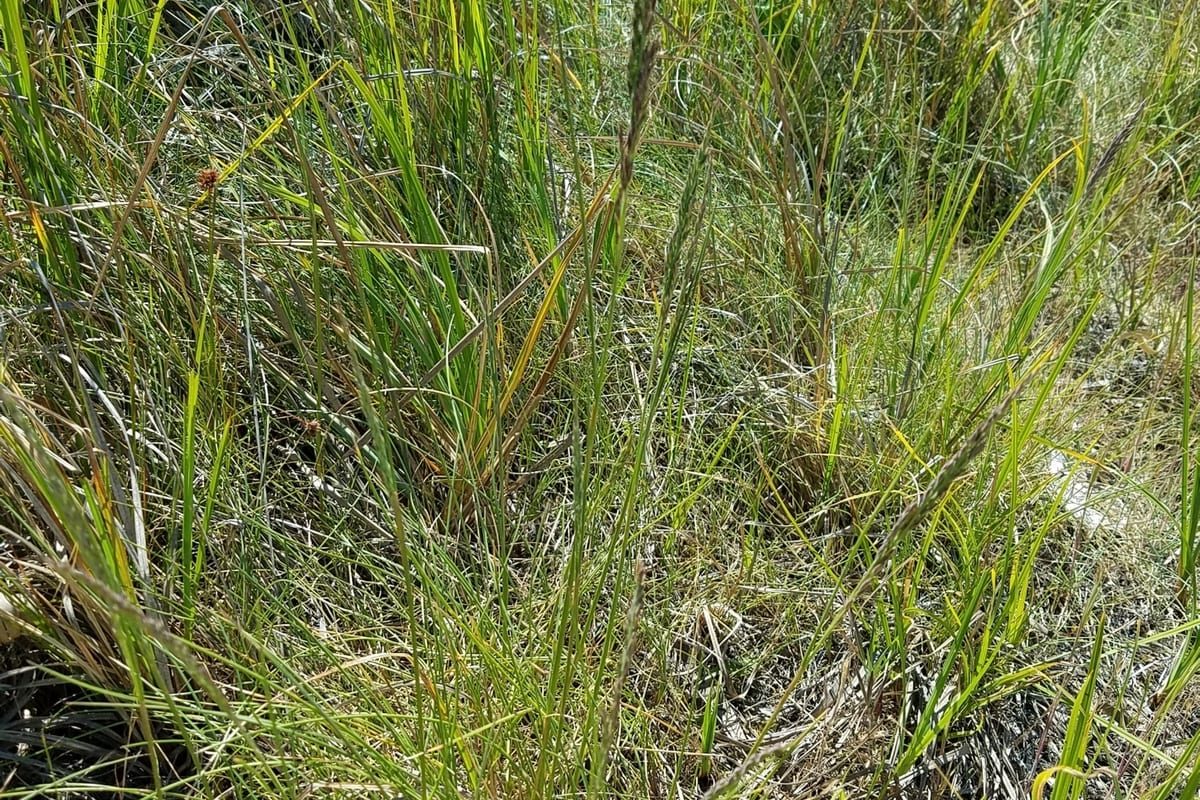 Fine Fescue (Festuca spp.) growing as a Oregon lawn, close-up of blade texture and growth habit