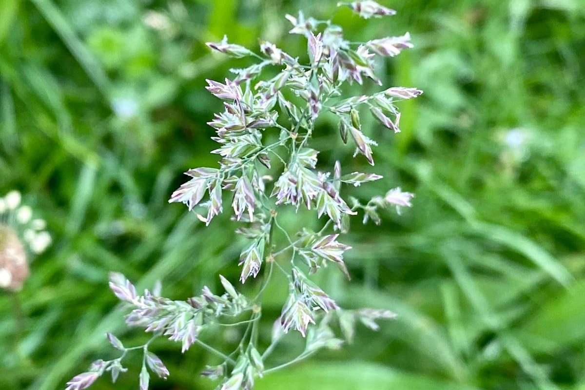 Kentucky Bluegrass (Poa pratensis) growing as a New Jersey lawn, close-up of blade texture and growth habit