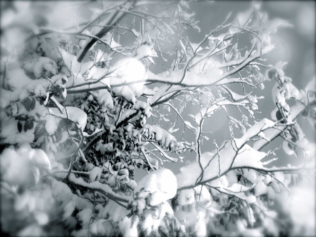 Unexpected Spring Frosts and Your Lawn 5 Quick Protection Tips