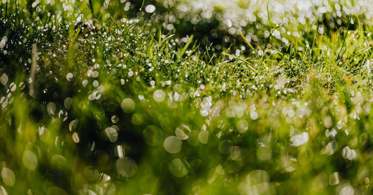 Step-by-Step: How to Overseed After Applying Scotts Weed and Feed photo