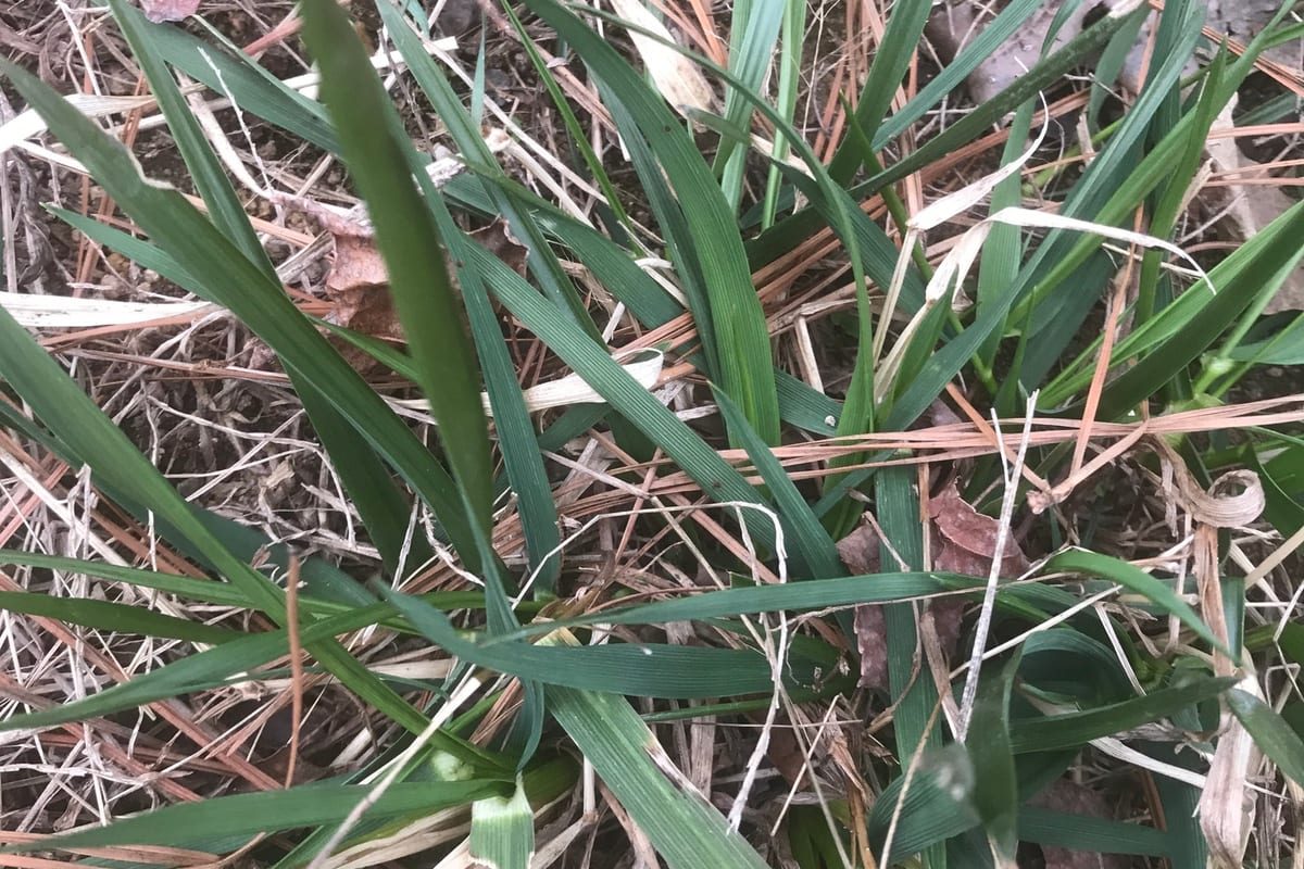 Tall Fescue (Festuca arundinacea) growing as a Iowa lawn, close-up of blade texture and growth habit