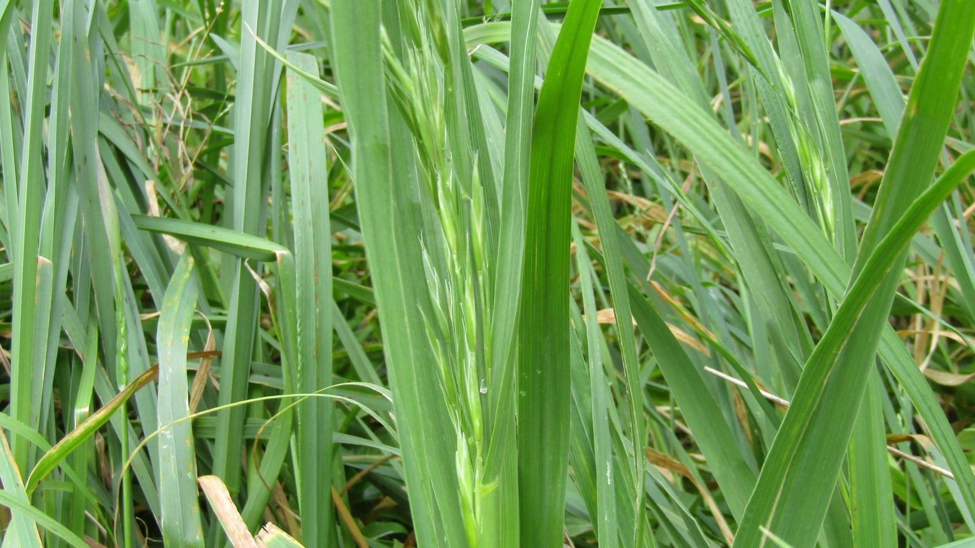 What Type of Grass Do I Have? Identification Chart with Pictures (2026)