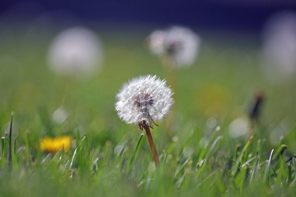 Photo by John-Morgan on Openverse Watering lawn grass