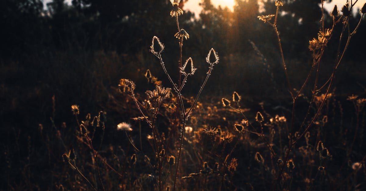 Photo by Botond Czapp on Pexels Resistant Grasses and Overseeding Strategies photo