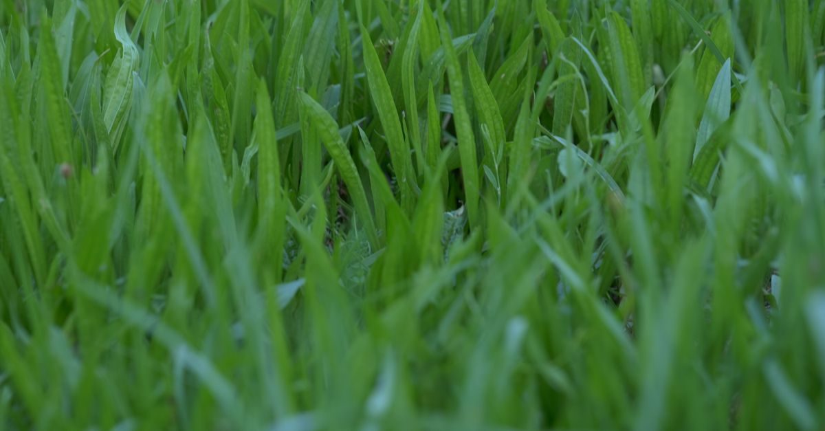 Take-All Root Rot in St. Augustine Grass: How to Identify and Treat It