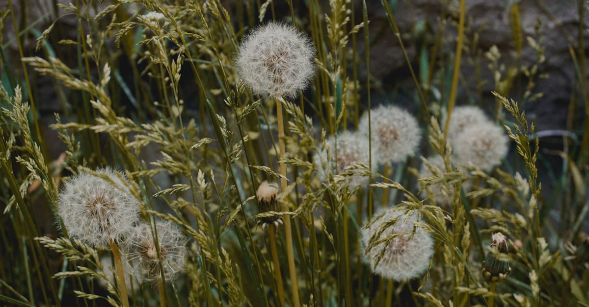 How to Get Rid of Thistle in Your Lawn (Why It Keeps Coming Back)