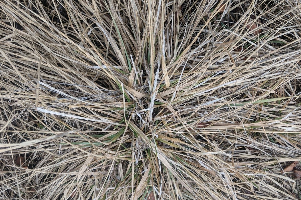 Tall Fescue (Festuca arundinacea) growing as a Illinois lawn, close-up of blade texture and growth habit
