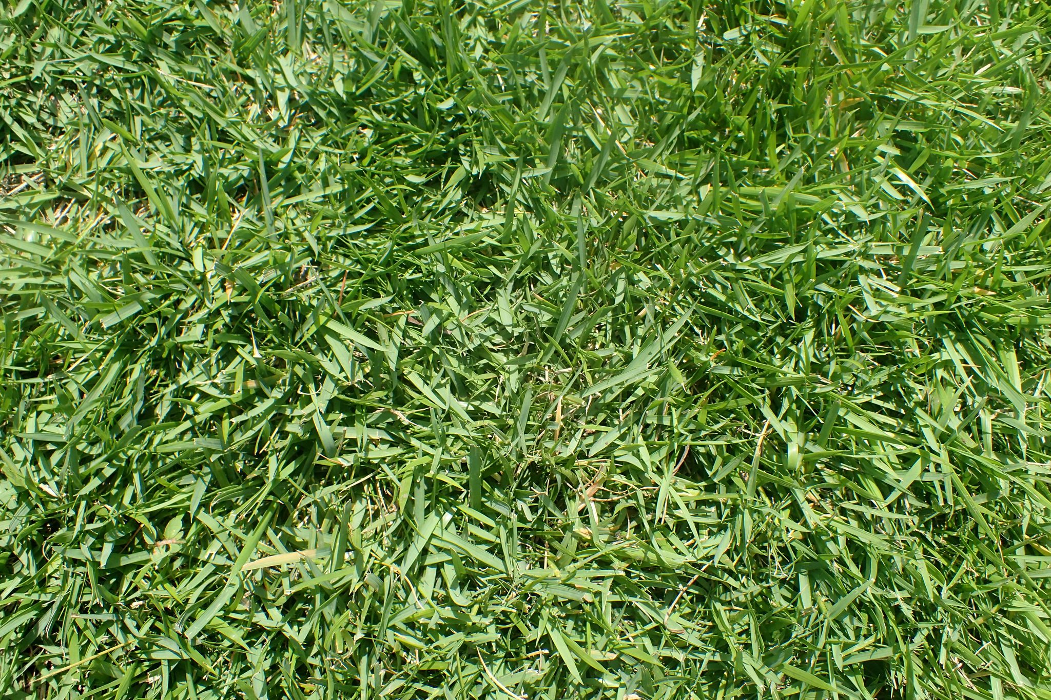Zoysiagrass turf, a dense blade mat close-up