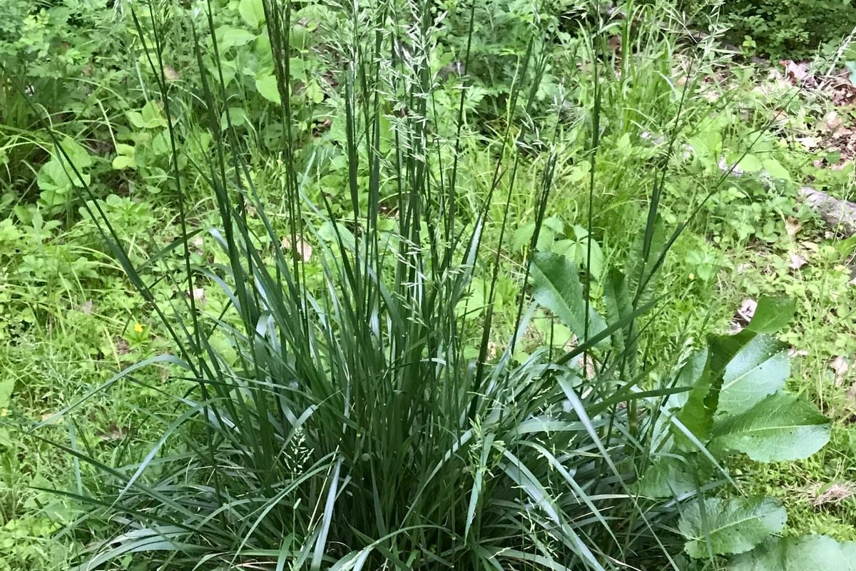 Tall Fescue (Festuca arundinacea) growing as a New Jersey lawn, close-up of blade texture and growth habit