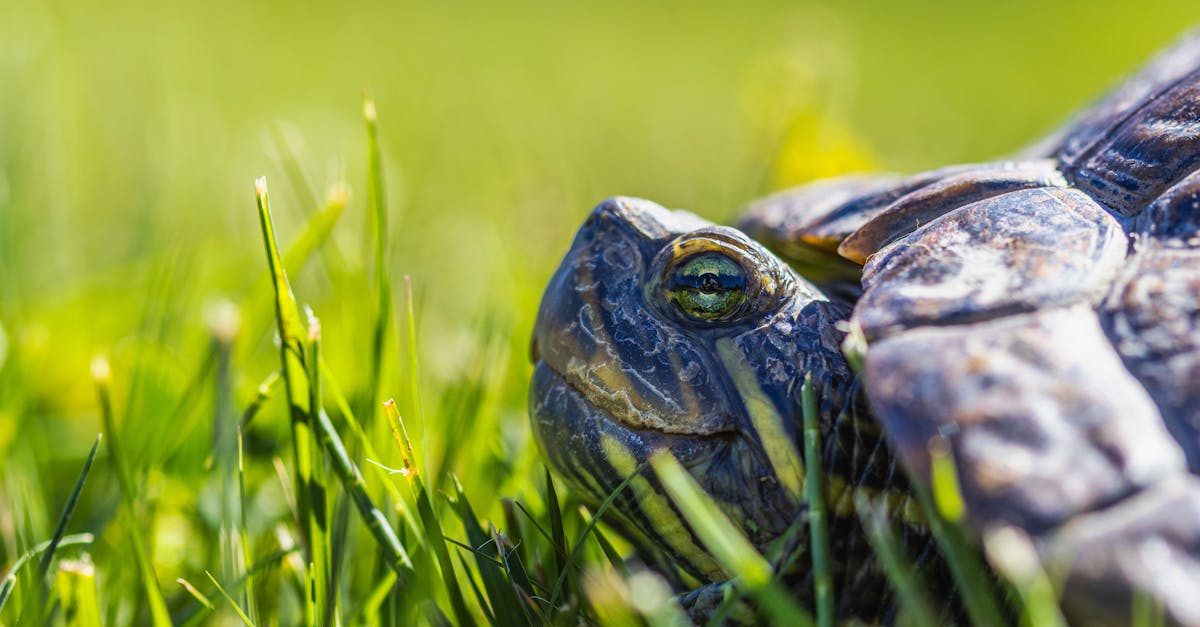 How to Identify Grass by Look and Feel: Blade, Ligule & Growth Tests