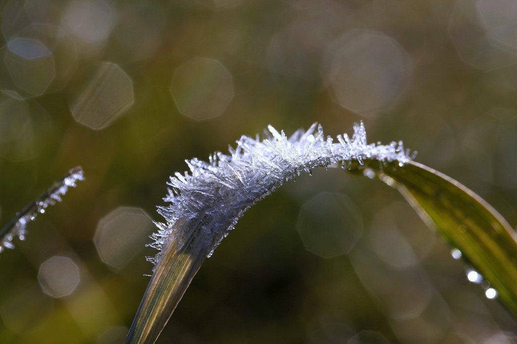 Best Grass Types for Extreme Temperature Swings