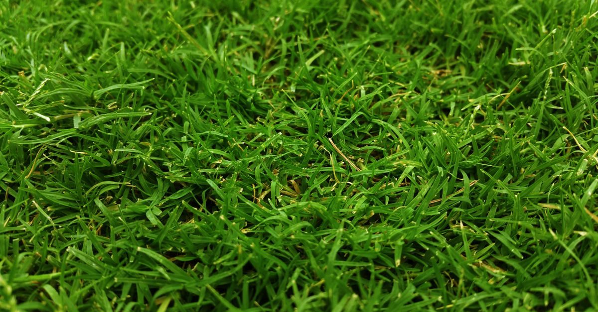 Close-up of dense, evenly green lawn grass