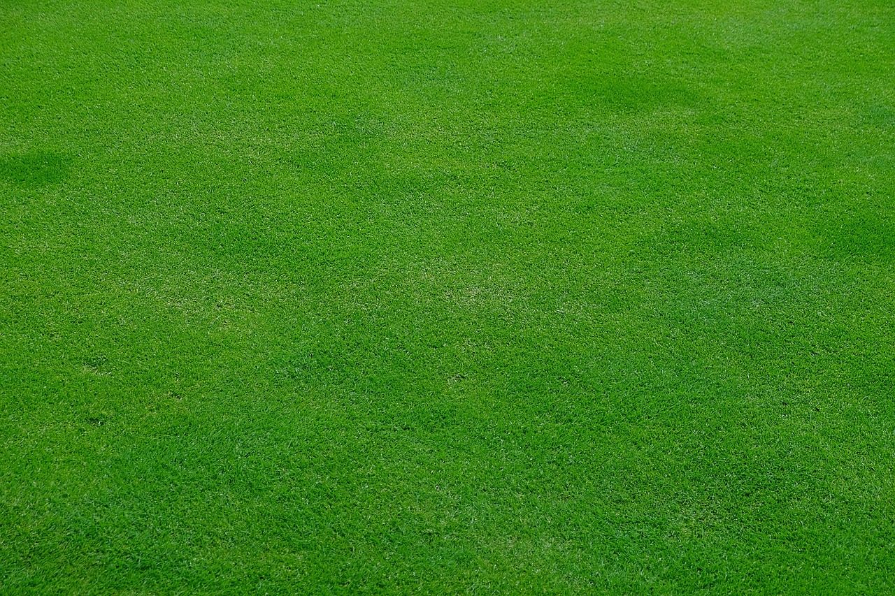 Photo of Mixed Cool-Season Blend