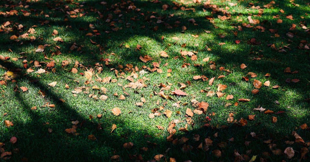 Fall Lawn Care Schedule and Checklist: Month-by-Month Maintenance