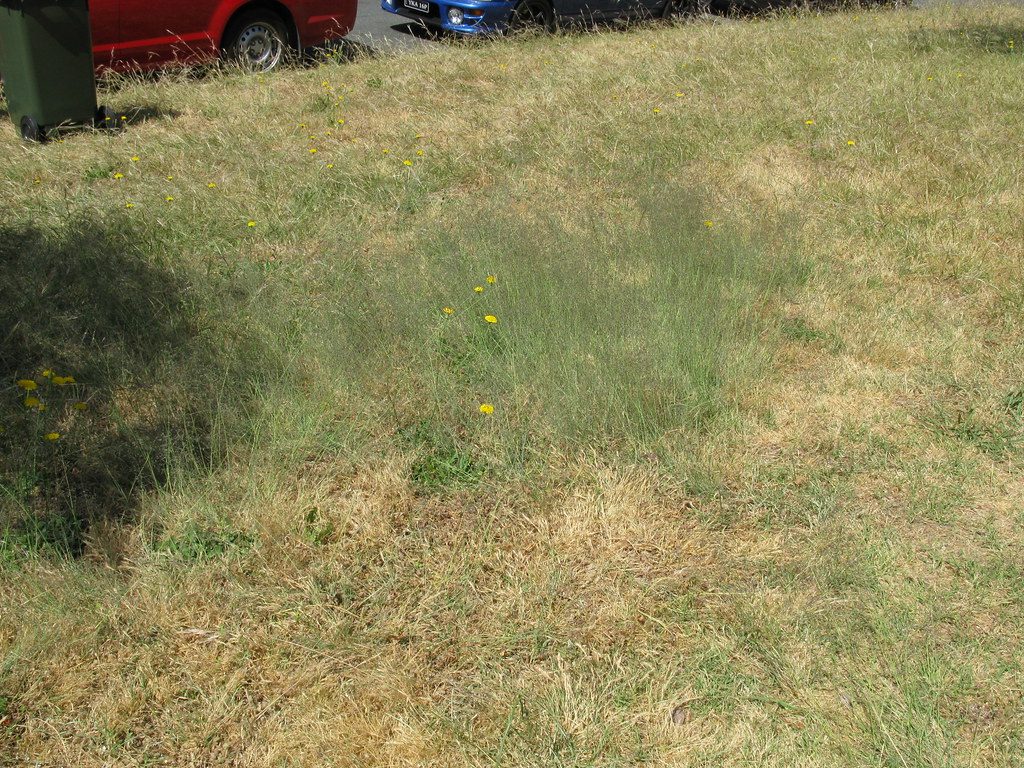 Fertilizing lawn grass