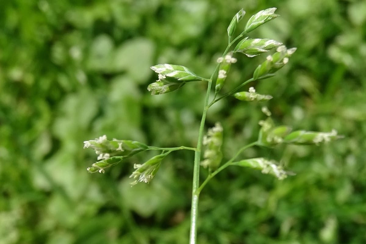 Kentucky Bluegrass (Poa pratensis) growing as a Ohio lawn, close-up of blade texture and growth habit