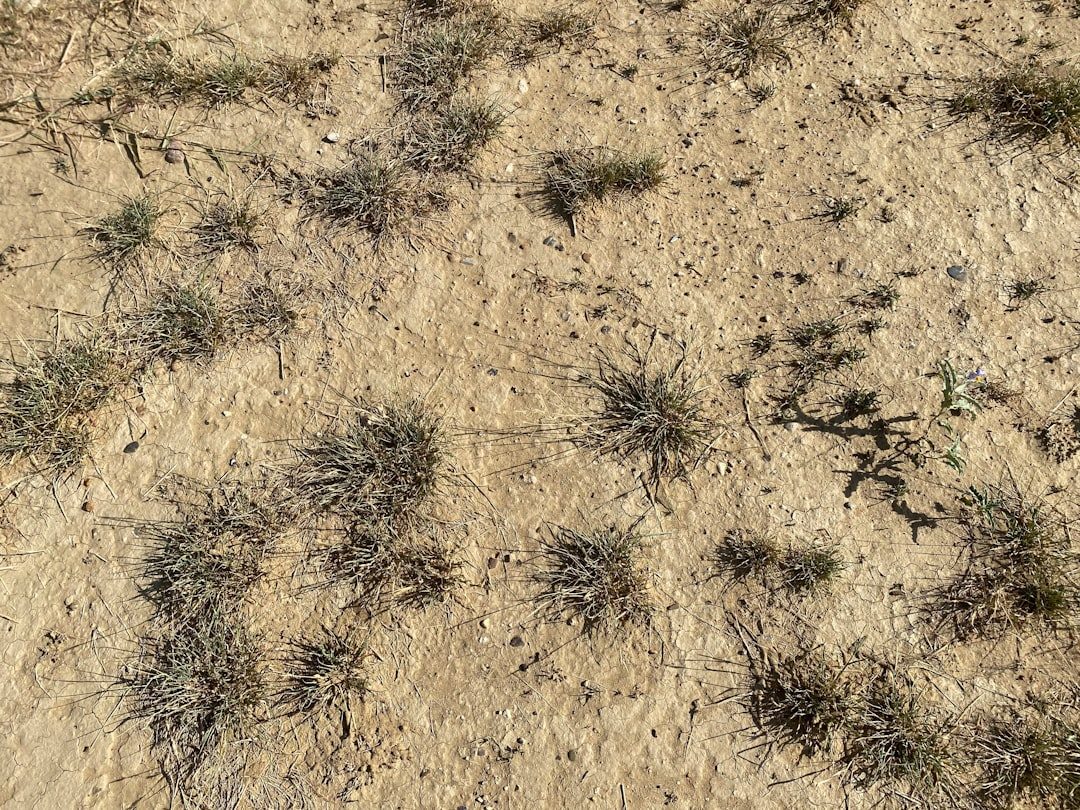 Signs of Underwatering in Grass