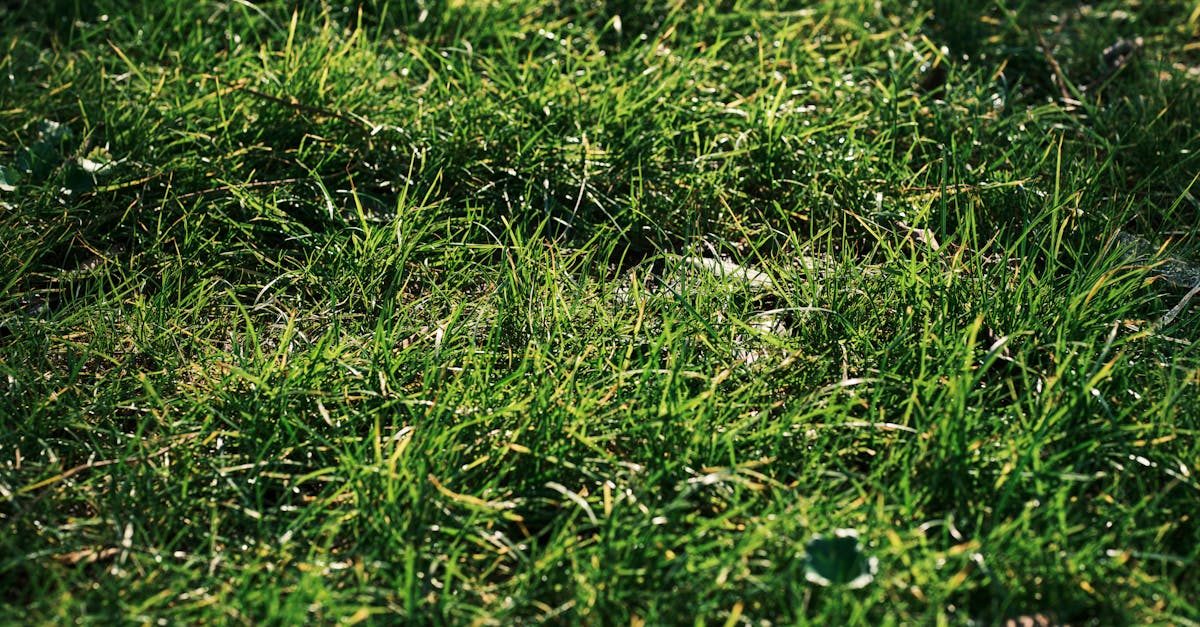 Photo by Engin Akyurt on Pexels How to Choose the Best Fertilizer for Your Centipede Lawn photo