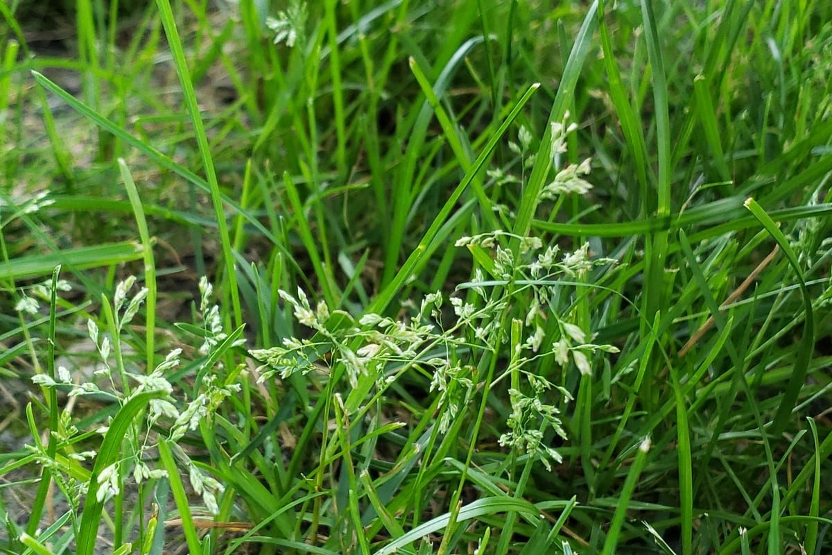 Kentucky Bluegrass (Poa pratensis) growing as a Virginia lawn, close-up of blade texture and growth habit