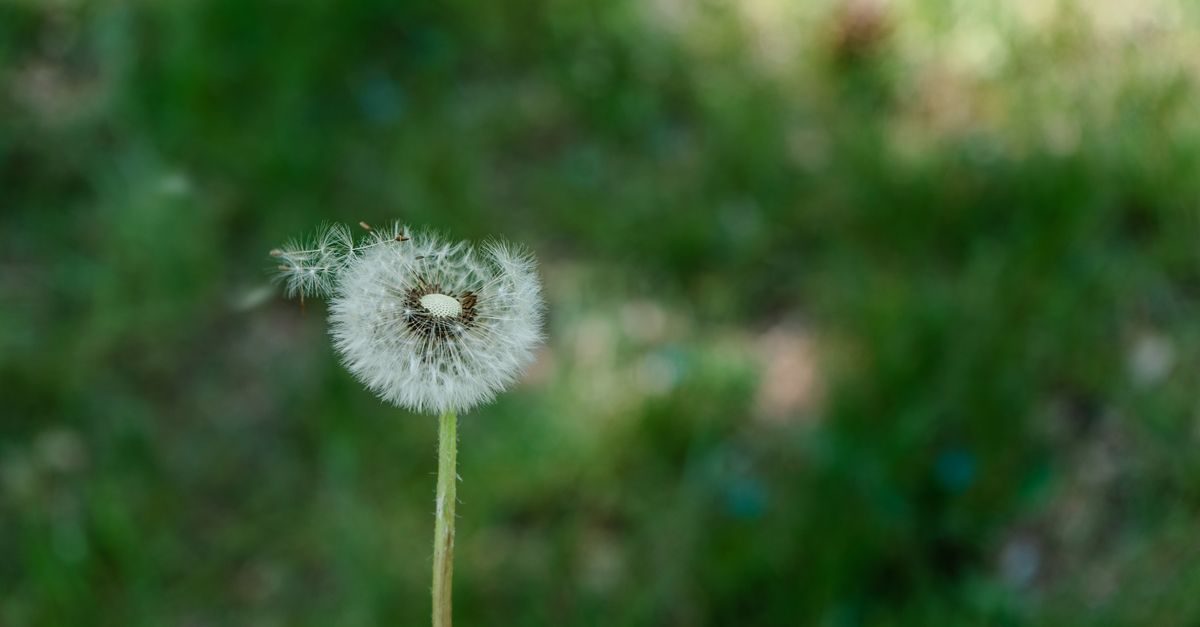 Ragweed Identification: What It Looks Like and How to Control It