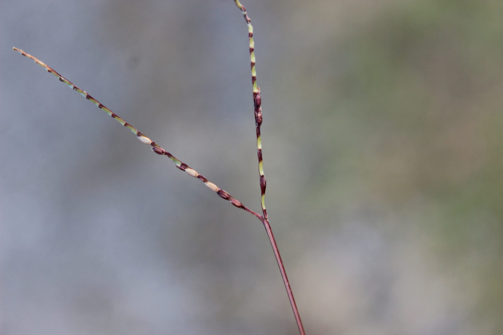 Photo of Carpetgrass